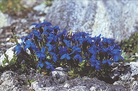 巴伐利亚,龙胆根,龙胆属,蓝花,奥地利,欧洲