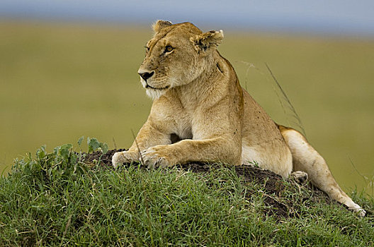雌狮,白蚁窝,马赛马拉,肯尼亚