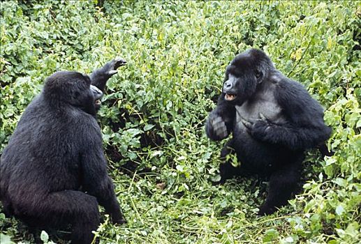山地大猩猩,大猩猩,国家公园,刚果