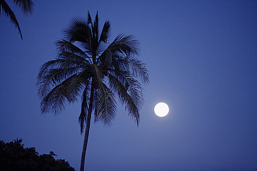剪影,棕榈树,满月,毛伊岛,夏威夷,美国