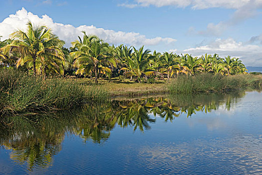 马鲁安采特拉,棕榈树,马达加斯加,非洲