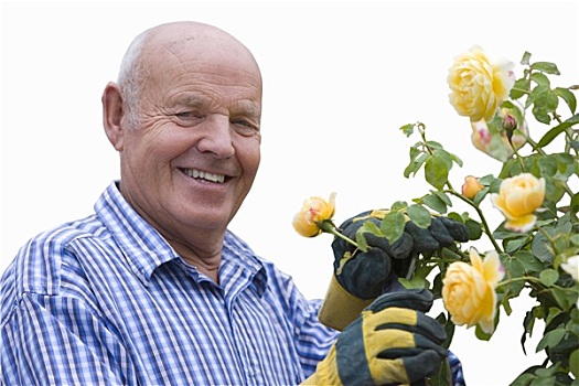 老人,修剪,黄玫瑰,灌木,抠像