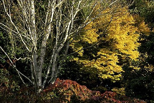 树,花园,迎宾员,威克洛郡,爱尔兰