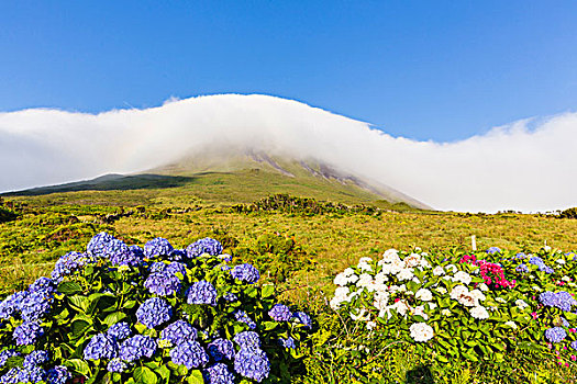 盛开,绣球花,正面,牧场,云,攀升,皮库岛,亚速尔群岛,葡萄牙