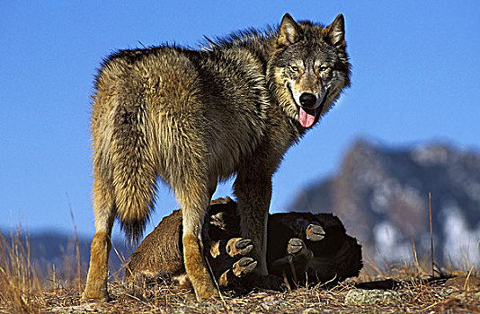 北美,灰狼,狼,成年,捕食,加拿大