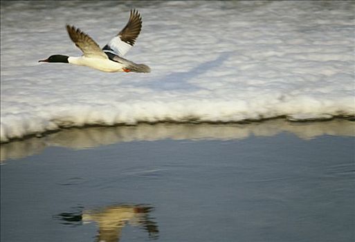 秋沙鸭,瑞典