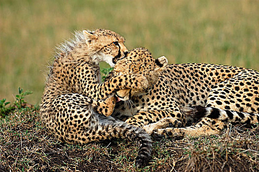 印度豹,母兽,幼兽,玩,马赛马拉,肯尼亚,非洲