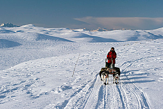 雪橇狗,团队,拉普兰,挪威,欧洲