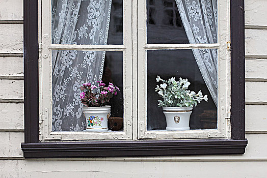 花盆,窗台