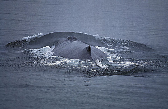 驼背鲸,大翅鲸属,鲸鱼,成年,平面,阿拉斯加