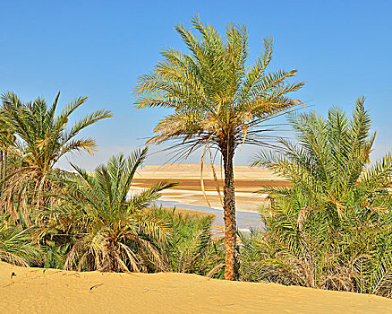椰枣,盐湖,利比亚沙漠,撒哈拉沙漠,埃及,非洲
