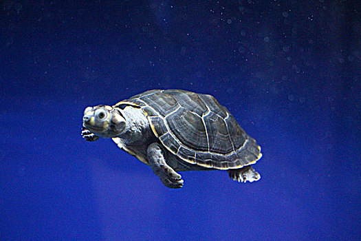 蓝色背景游动的小巴西龟