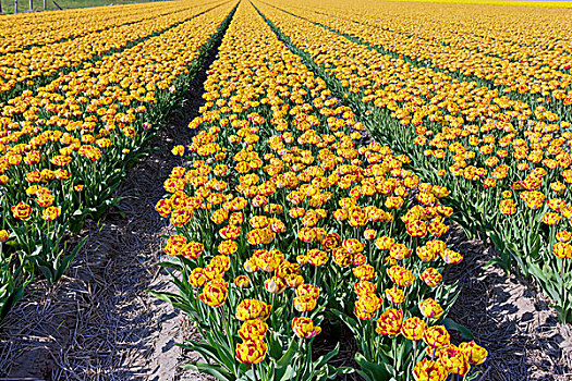 郁金香,黄色的和红色,郁金香地,荷兰,欧洲