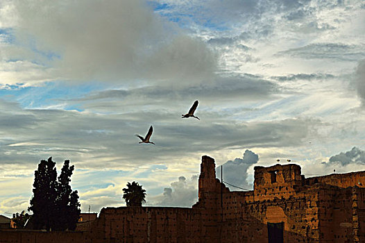 两只白,鹳,飞行,在,萨尔瓦多巴迪宫殿,麦地那,马拉喀什,摩,非洲