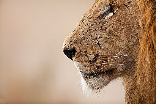 非洲狮,狮子,克鲁格国家公园,南非