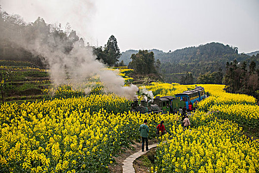 行驶在四川乐山市犍为县嘉阳小火车蜜蜂岩站油菜花地间的小火车