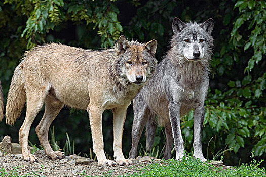 大灰狼,禁猎区,巴伐利亚,德国
