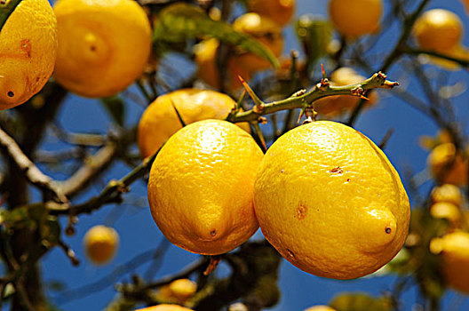 柠檬树,伊比萨岛,松树,岛屿,巴利阿里群岛,西班牙,欧洲