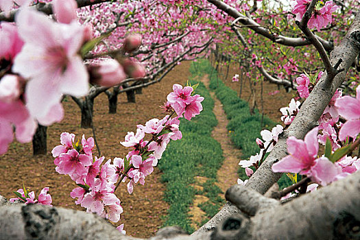 北京平谷桃花海风景