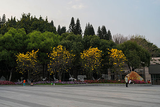 羊城广州天河公园黄色风铃花盛开