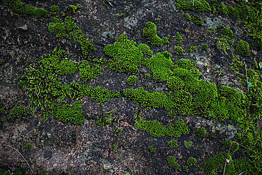 岩石青苔苔藓