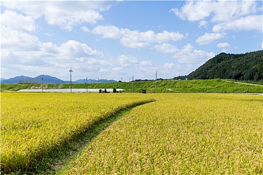 绿色,稻田,小路
