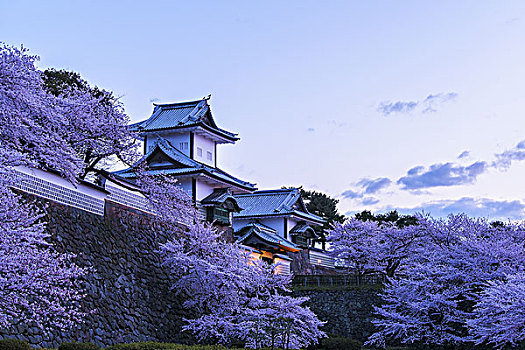 樱桃树,金泽,城堡,公园,石川