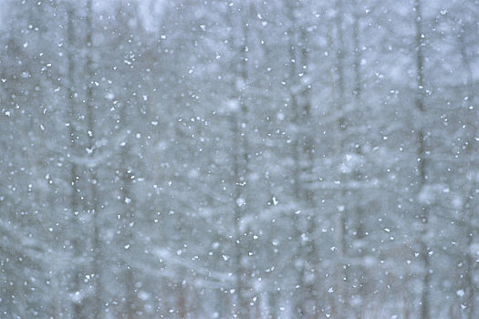 雪,白天