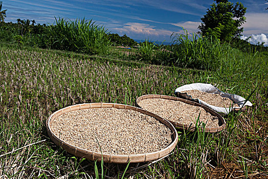 稻米,弄干,稻田,冈加,龙目岛,印度尼西亚
