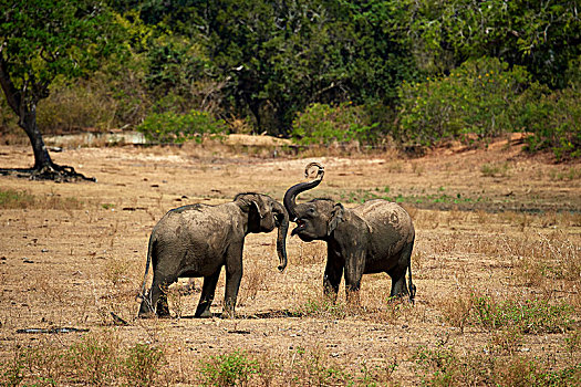 斯里兰卡,大象,象属,交际,行为,小动物,玩耍,争斗,国家公园,北方,中央省,亚洲