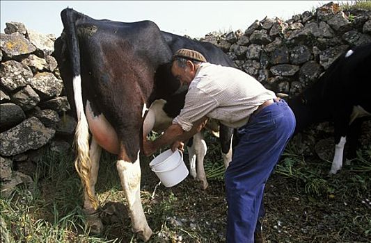 农民,挤奶,母牛,加纳利群岛,西班牙