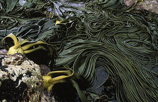 海藻,蓄潮池,东福克兰,岛屿