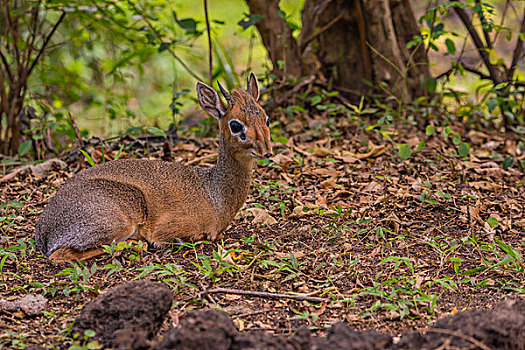 肯尼亚马赛马拉国家公园柯氏犬羚