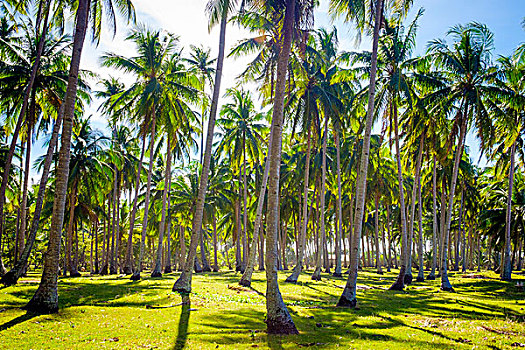 棕榈树,种植园,海滩,爱妮岛,巴拉望岛,菲律宾,亚洲