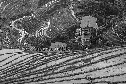 龙胜梯田黑白版画大地行为艺术