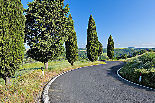 弯路,排列,柏树,瓦尔道尔契亚,锡耶纳省,托斯卡纳,意大利