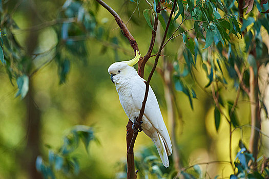 美冠鹦鹉,凤头鹦鹉,坐,树,国家公园,澳大利亚,大洋洲