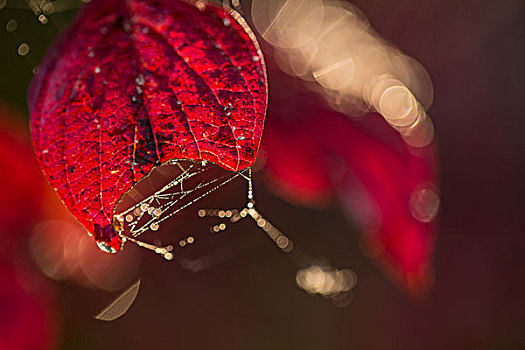 蜘蛛网,露珠,红叶,深色背景