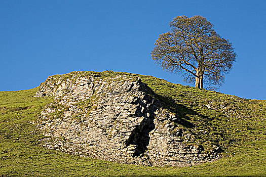 石头,树,峰区国家公园,德贝郡,英格兰