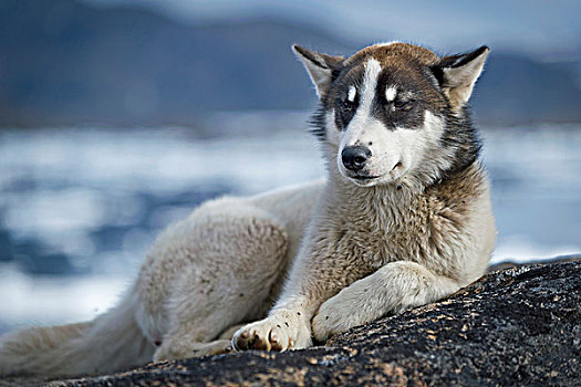 哈士奇犬,格陵兰东部,格陵兰