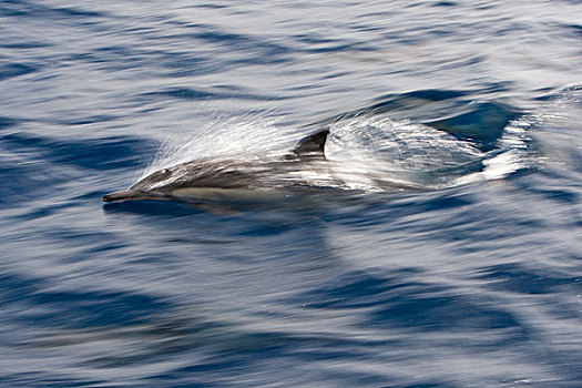 常见海豚,长吻真海豚,平面,下加利福尼亚州,墨西哥