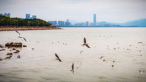 深圳湾海岸线,海鸥