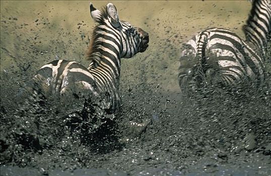 细纹斑马,泥,非洲
