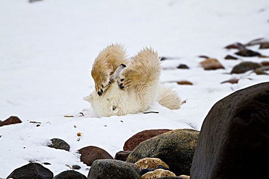北极熊,雪中,弄干,冬天,丘吉尔市,野生动物,管理,区域,加拿大