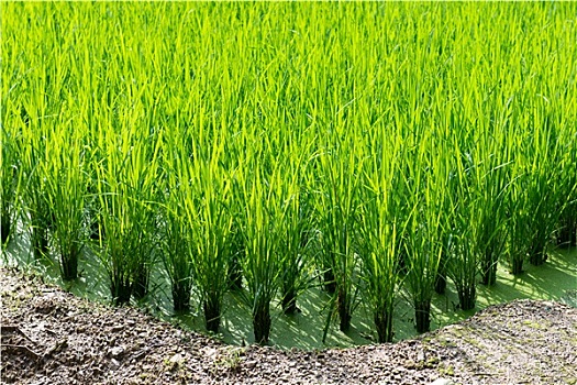 绿色,稻田,背景