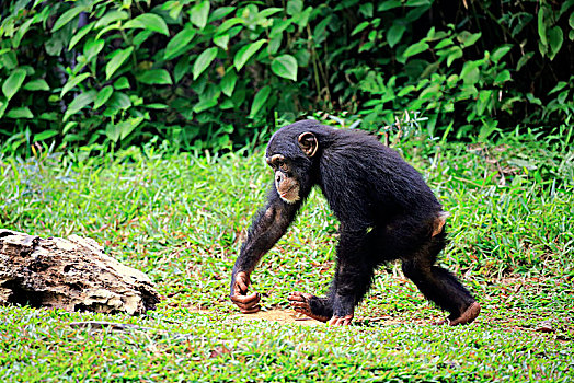 黑猩猩,鹪鹩,幼兽,后代,跑,非洲,俘获