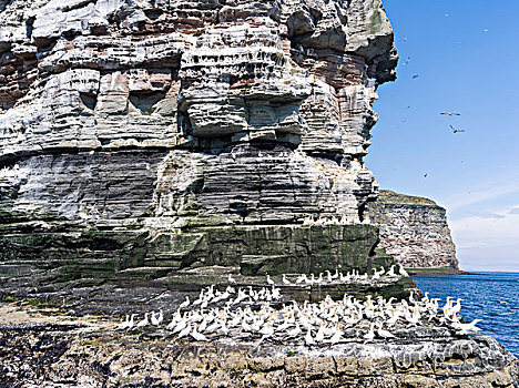 北方,塘鹅,憨鲣鸟,悬崖,设得兰群岛,岛,苏格兰,大幅,尺寸
