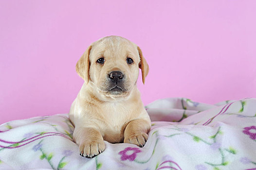 拉布拉多犬,黄色,4星期大,躺着,彩色,毯子,奥地利,欧洲