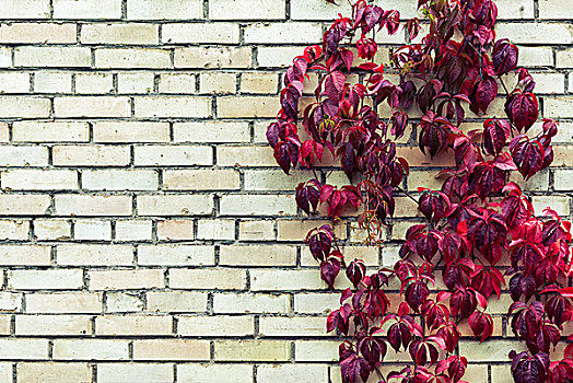 红色,秋叶,砖墙