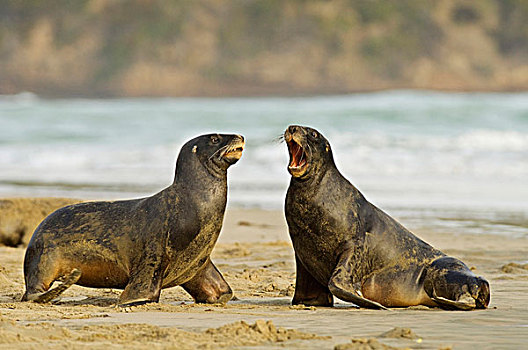海狮,两个,争斗,海滩,卡特林斯,南岛,新西兰